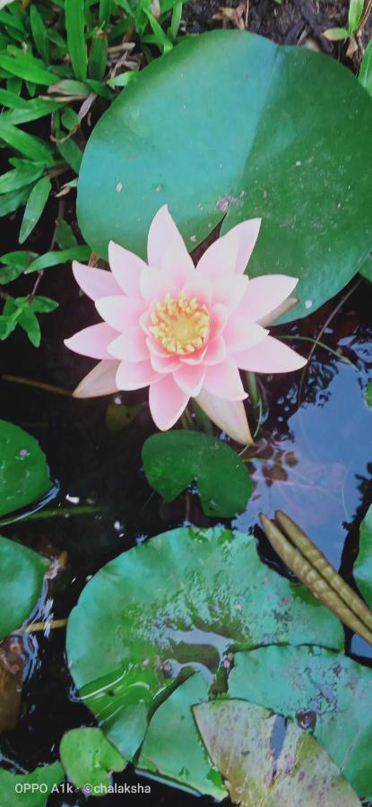 Sidhangana Home Stay Anuradhapura Ngoại thất bức ảnh
