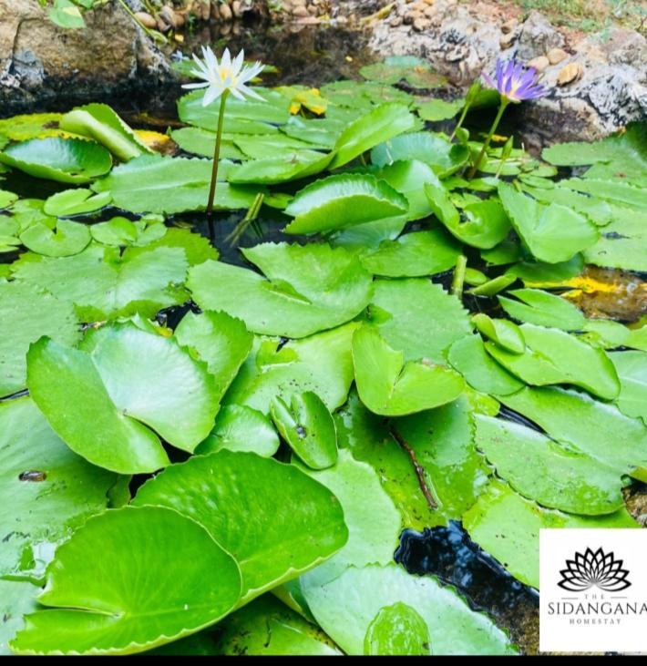 Sidhangana Home Stay Anuradhapura Ngoại thất bức ảnh